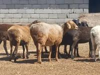 Ram, Ordabasy sheep — photo 3
