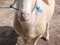 Ram, Sheep — photo 1