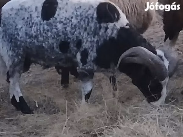 Ram, Jacob's sheep