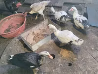 Domestic Muscovy — sawirka 1