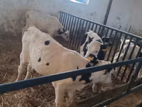 Toro, Russian Black pied cattle — foto 7