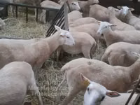 Sheep, Sheep — photo 3