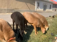 Kondoo (kikundi, jinsia haijatajwa), Arashan sheep — picha 5