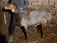 मेढ़ा, Rhon sheep — फ़ोटो 7