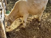 Cow, Simmental cattle — photo 7