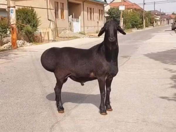公羊, Sheep