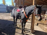 Faras, Thoroughbred horse — sawirka 2
