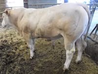 Toro, Blonde d’Aquitane cattle — foto 4