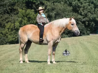 Faras, Haflinger — sawirka 1