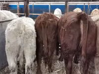 Cattle (batch, sex not specified), Hereford — photo 2