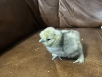 Silkie — photo 4