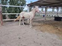 Horse (M), Akhal-Teke — photo 5