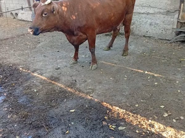 Vaca, Vaca de estepa roja
