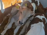 Dibi, Simmental cattle — sawirka 2