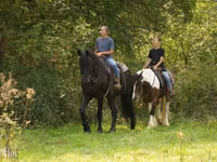 Faras, Friesian — sawirka 2
