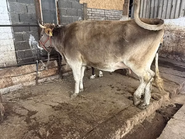 Cow, Alatau breed