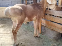 Ram, Edilbay sheep — photo 2