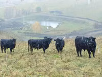 Lo’, Galloway cow — sawirka 3