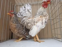 Chickens — photo 6