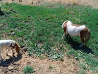 فرس, Australian Pony — الصورة 2