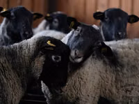 公羊, Romanov sheep — 照片 1