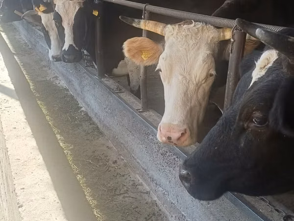 Cow, Holstein breed