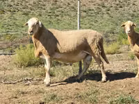 Ram, Sheep — photo 8