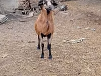 Ram, Sheep — photo 2