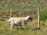 Ram, Sheep — photo 6