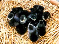 Australorp — photo 7
