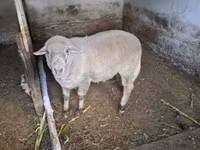 Wad, Merino sheep — sawirka 3