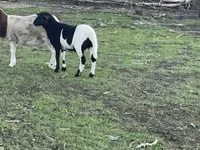 मेढ़ा, Dorper sheep — फ़ोटो 2