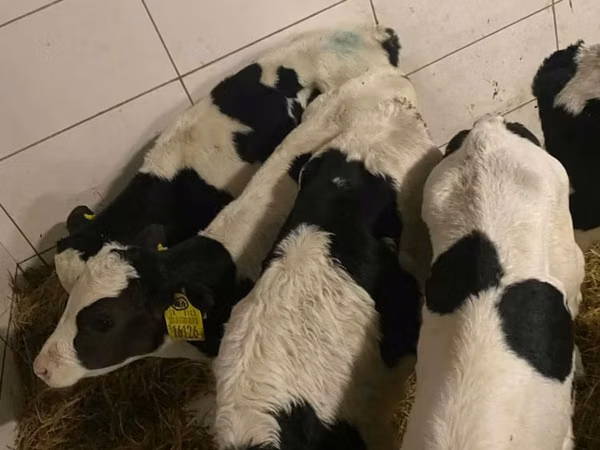 Ng'ombe dume, Russian Black pied cattle