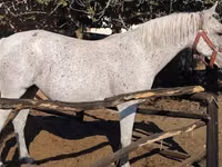 Mare, Lipizzaner — photo 3