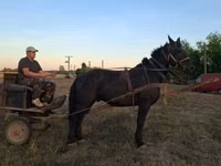 Caballo, Nonius horse — foto 2
