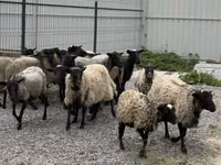 Ido, Romanov sheep — sawirka 2