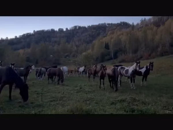 母马, New Altai Horse