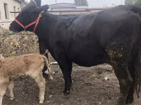 Cow, Cattle — photo 7
