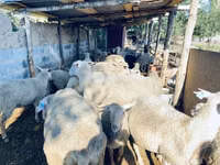 Ram, Merinoland sheep — photo 2