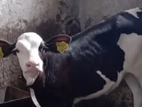 Bull, Simmental cattle — photo 3
