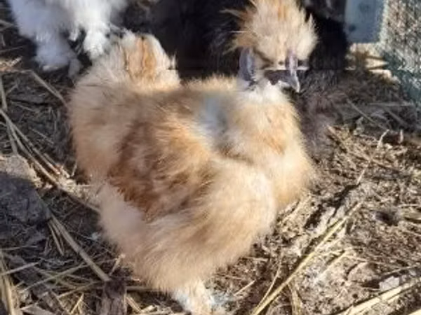 सिल्की