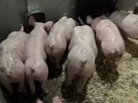 Pigs (batch, sex not specified) — photo 6