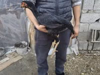 Australian Pit Game fowl — sawirka 3