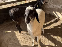 मेढ़ा, Blackheaded Persian sheep — फ़ोटो 3