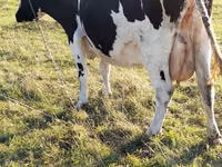 Lo’, Holstein breed — sawirka 1