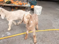 ماعز (دفعة، الجنس غير محدد), Beetal goats — الصورة 2