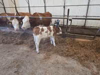 公牛, Simmental cattle — 照片 1