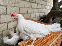 来航鸡 — 照片 2