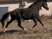 Horse (M), Horses — photo 3