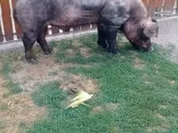 Boar — photo 3